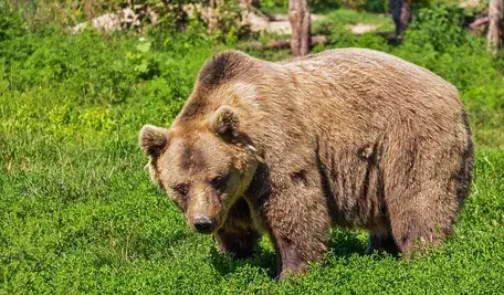 bear-422682_1280.webp