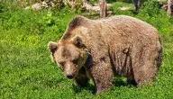 bear-422682_1280.webp
