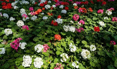 flowers-6852097_1280.webp