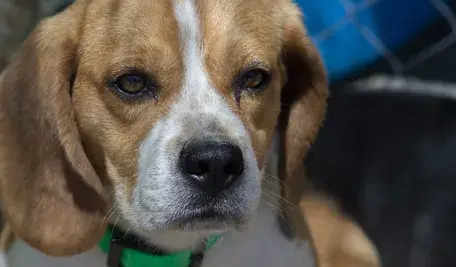 dog-4245330_1280.webp