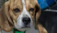 dog-4245330_1280.webp