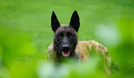 dog-5299105_1280.webp