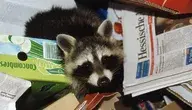 please-donate-1421204_1280.webp
