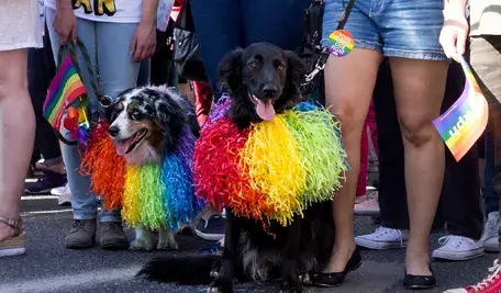 parada równości.webp