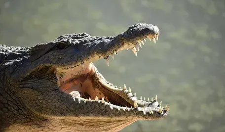 reptile-3555792_1280.webp