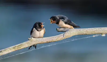 barn-swallow-8097199_1280.webp