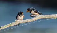 barn-swallow-8097199_1280.webp