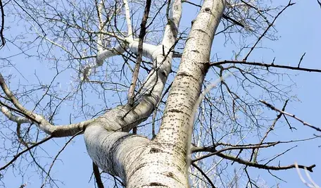 tree-7041913_1280.webp