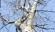 tree-7041913_1280.webp