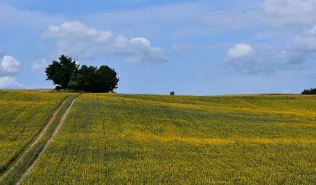 yellow-3705809_1280.webp