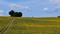 yellow-3705809_1280.webp