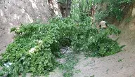 wązów.webp