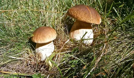 mushrooms-182243_1280.webp