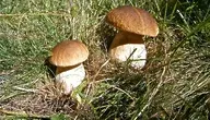 mushrooms-182243_1280.webp