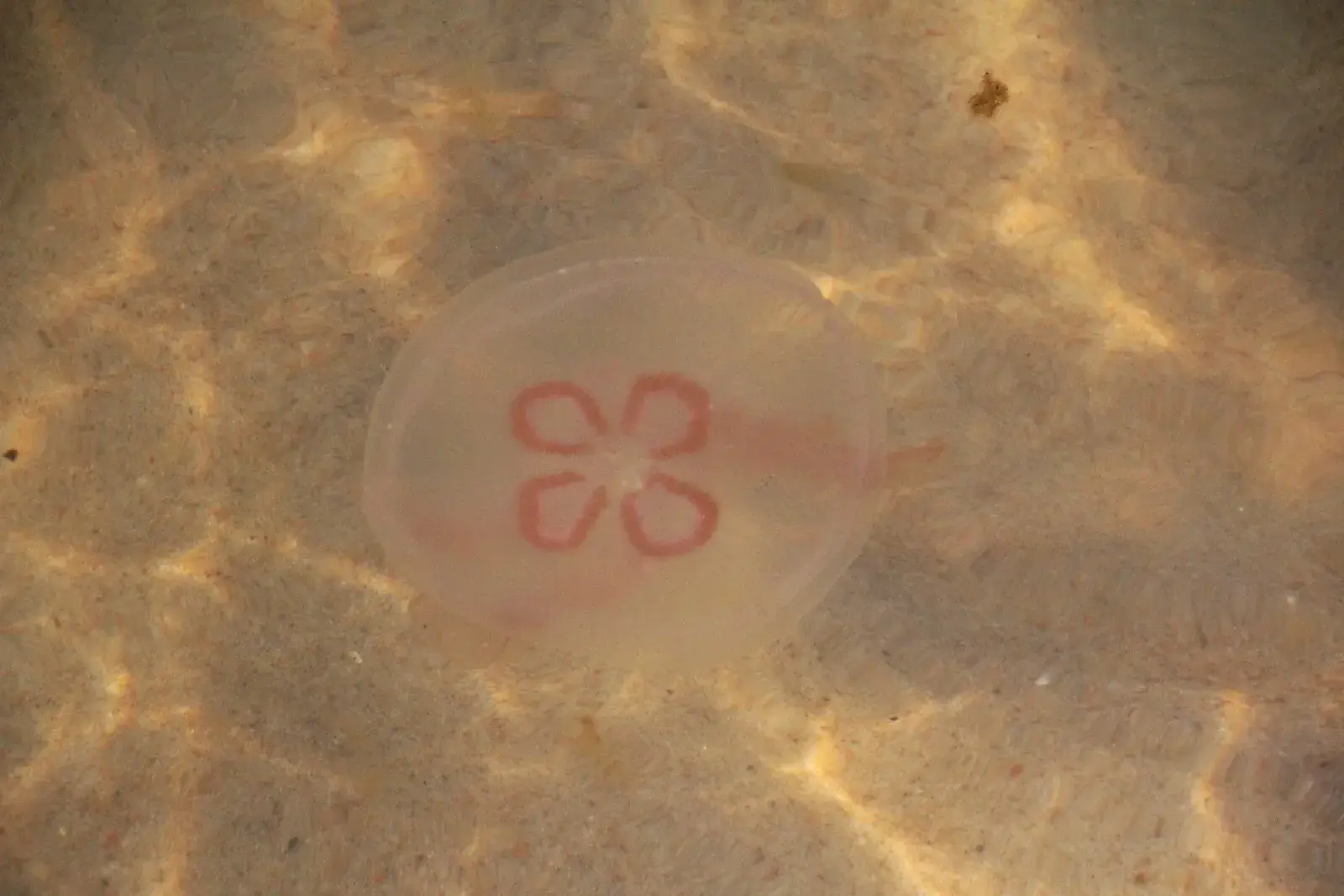 Polacy mają dość. Kolejna "plaga" nad Bałtykiem. "Wszędzie są te gluty, które odbierają euforia z kąpieli"