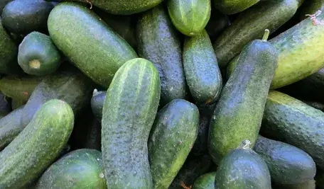 cucumbers-379882_1280.webp