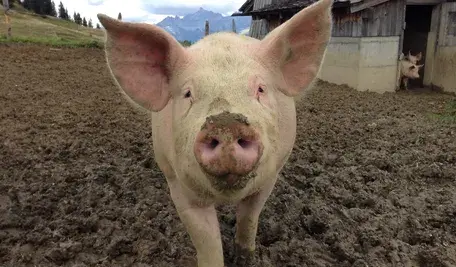 nature-farm-mammal-agriculture-pink-fauna-797319-pxhere.com (1).webp
