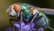 fly-8461020_1280.webp