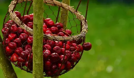 cherries-1503974_1280.webp