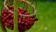 cherries-1503974_1280.webp