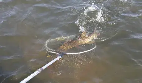 pike-765441_1280 ok.webp