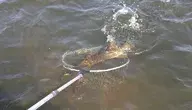 pike-765441_1280 ok.webp