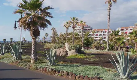 palms-2777336_1280.webp