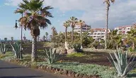 palms-2777336_1280.webp