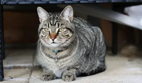 cat-3806799_1280 ok.webp