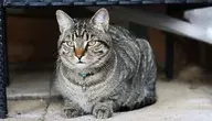 cat-3806799_1280 ok.webp