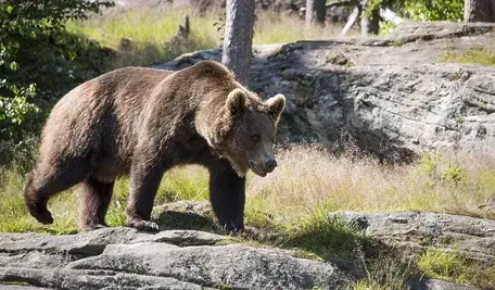 brown-bear-2545339_1280 ok.webp