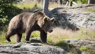 brown-bear-2545339_1280 ok.webp