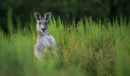 kangaroo-6803201_1280.webp