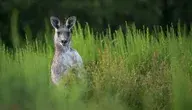 kangaroo-6803201_1280.webp