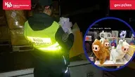 Funkcjonariuszka Krajowej Administracji Skarbowej kontroluje transport maskotek w Świecku. KAS ujawniła prawie 9400 pluszaków, w tym podróbki popularnych zabawek Labubu, których wartość oryginałów sięga 3 mln zł
