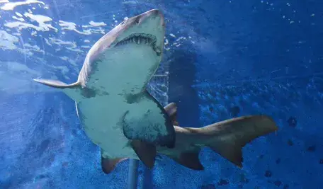 shark-6157265_1280 ok.webp