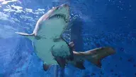 shark-6157265_1280 ok.webp