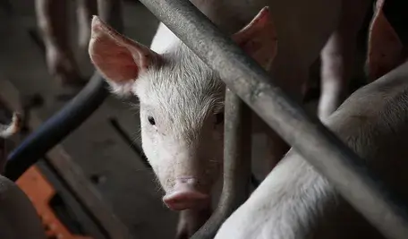 pig-3750943_1280.webp