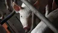 pig-3750943_1280.webp