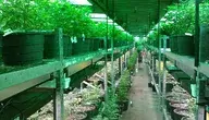 colorado-marijuana-grow-269851_1280.webp