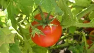 tomato-fruit-food-plum-tomato-plant-bush-tomato-1655205-pxhere.com.webp