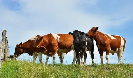 bulls-2140898_1280 ok.webp