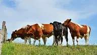 bulls-2140898_1280 ok.webp