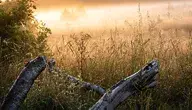 landscape-5497494_1280.webp