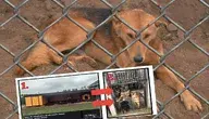 dog-509103_1280.webp