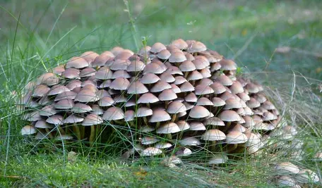 tree-nature-forest-botany-mushroom-fungus-1202568-pxhere.com.webp