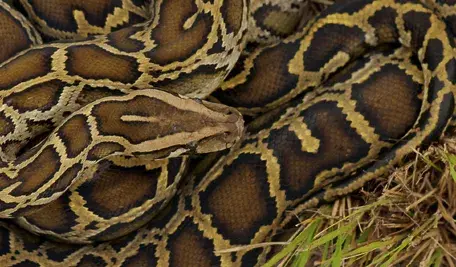 A_Burmese_python_coiled_in_the_grass_in_the_Everglades.webp