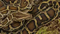 A_Burmese_python_coiled_in_the_grass_in_the_Everglades.webp