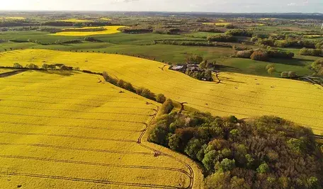 oilseed-rape-5263591_1280.webp