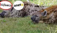 wyborcza.webp